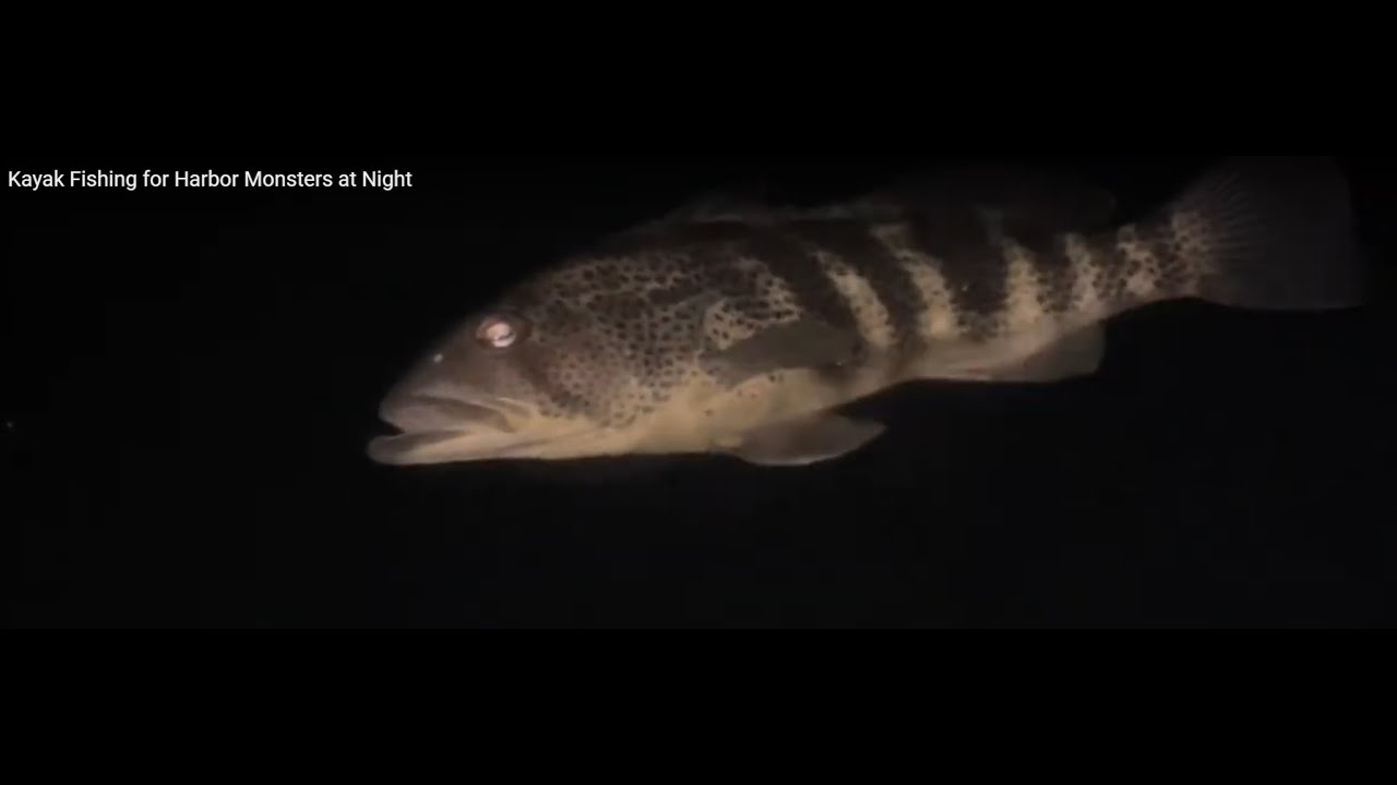 Kayak Fishing for Harbor Monsters at Night