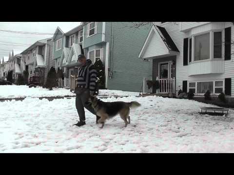 karma---e-collar-training