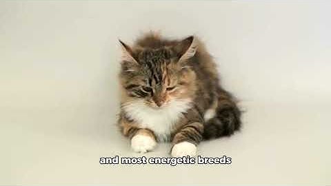 Maincoon cats made with CapCut 