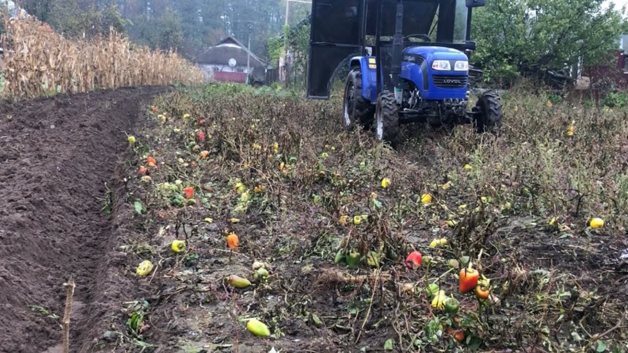 Оранка перцю трьома корпусами під горбок, без дисковки 