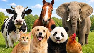 Real Animal Sounds for Toddlers| Learn wild & Farm Animals | 4K