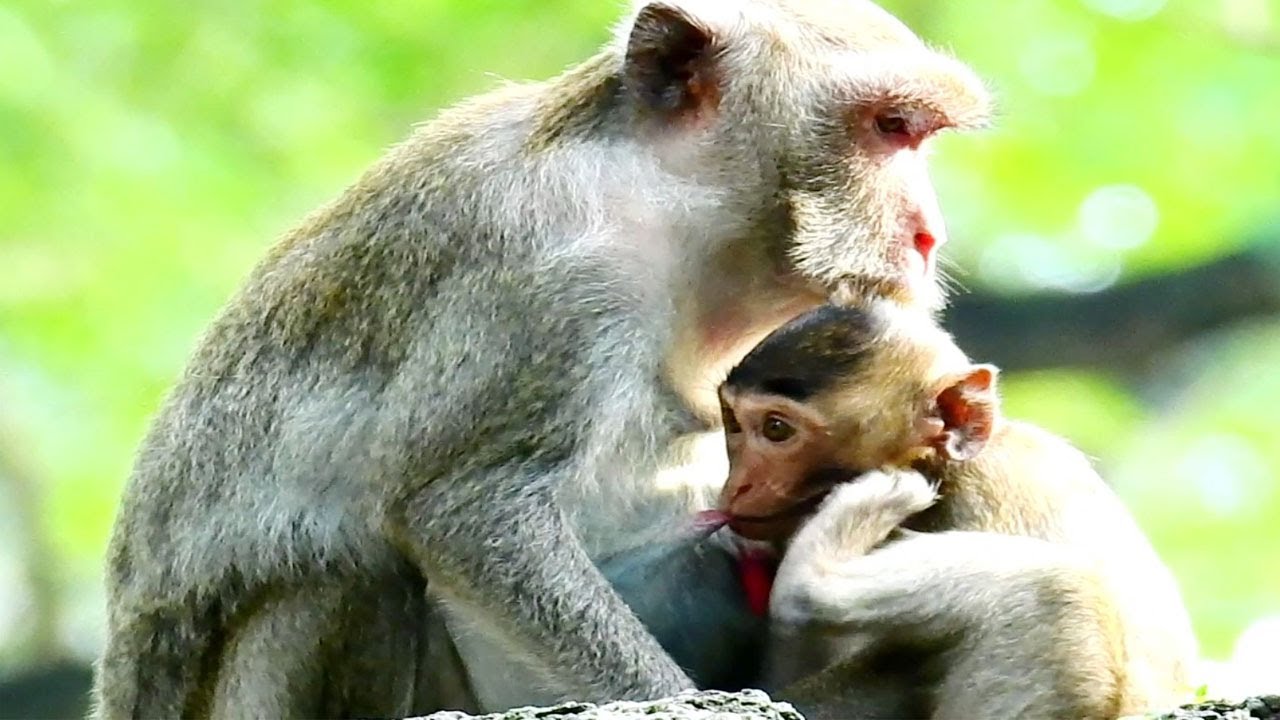 Very good Kind mother mom Jane Even though Jane know baby is big, Mom still breastfeed