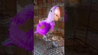 #ye #mithu#talking#parrot #cute #viral #pets#2026 #amazing #trending #short #song#status #tota #reel