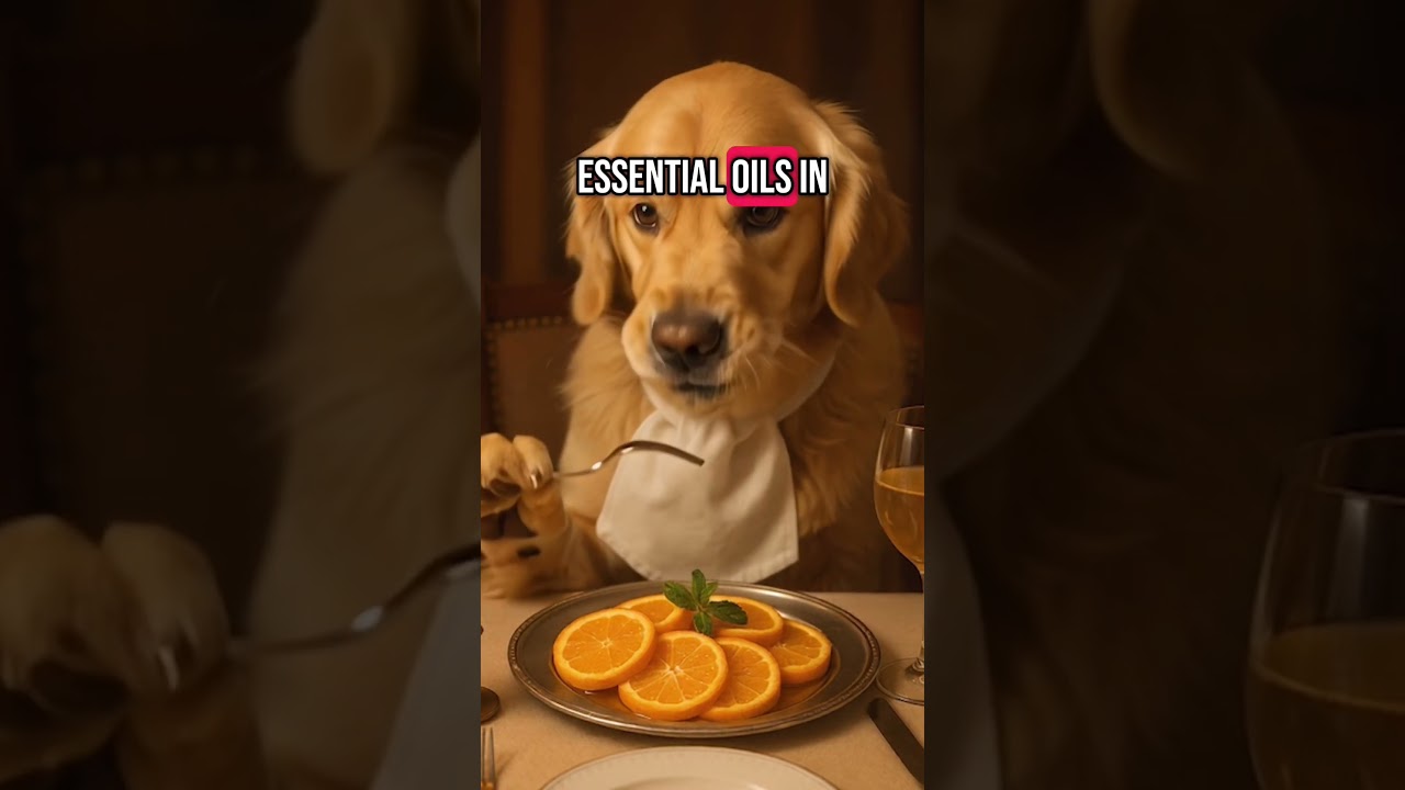 Can Dogs Eat Oranges?