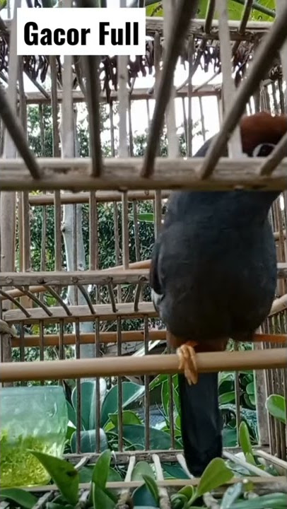 Poksay Mandarin Gacor Full