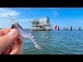 I tossed a fake shrimp around this oil rig and caught multiple tasty fish