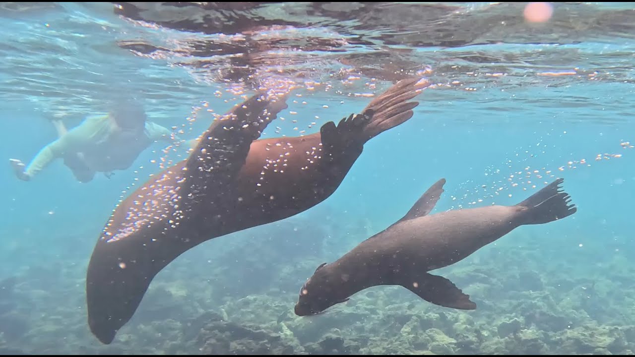 Galapagos Sea Lions Play With Snorkelers on Marchena Island near Playa Negra - May 22, 2025