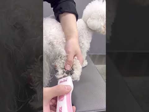 MALTIPOO PUPPY GETTING