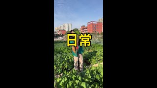 不要看我这张大饼脸，就因为每天挖地种菜，体重还真从来没超过一百斤#种菜#我的小菜园#自己种的纯天然的绿色蔬菜 #关注我一起学种菜 #田园生活 DOU+小助手
