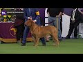 Dogue do Bordeaux | Breed Judging 2020 の動画、YouTube動画。