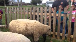 Sheep at W.S Farm