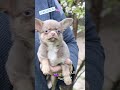 Лиловая ЧИХУАХУА #купитьщенка #чихуахуа #chihuahua #щенкичихуахуа #puppy #щенок