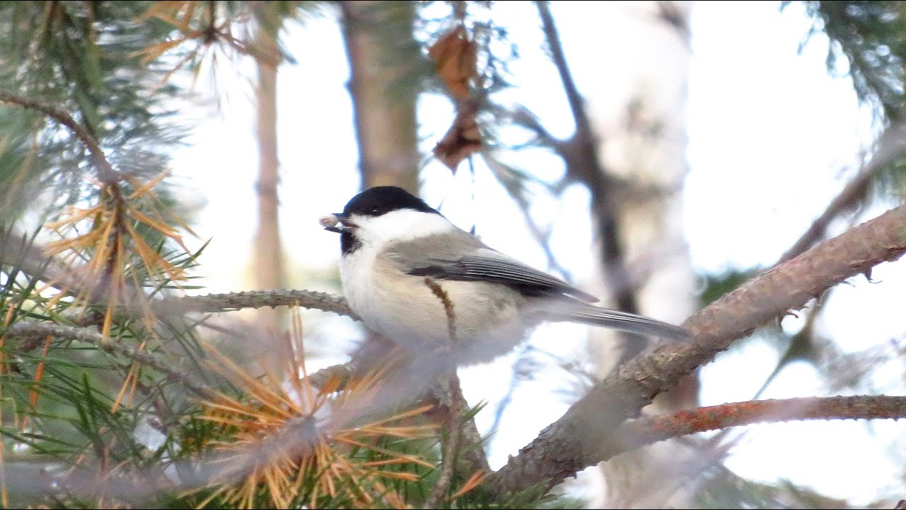 #blog Буроголовая Гаичка Пухляк / The willow tit
