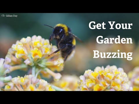فيديو: Viper Bugloss Control - نصائح لإدارة نباتات Bugloss Blueweed