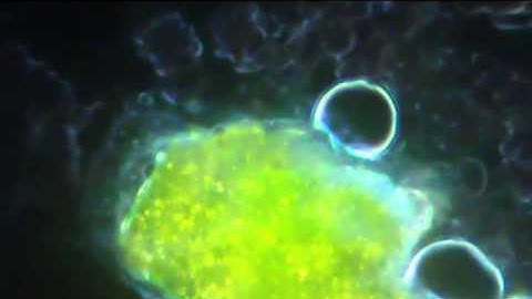 Microcosmos a macrocosmos