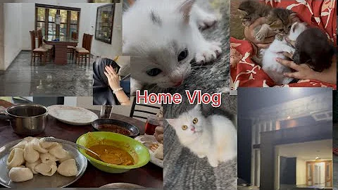 Video 11858111: persian cat, persiancat, cat playing