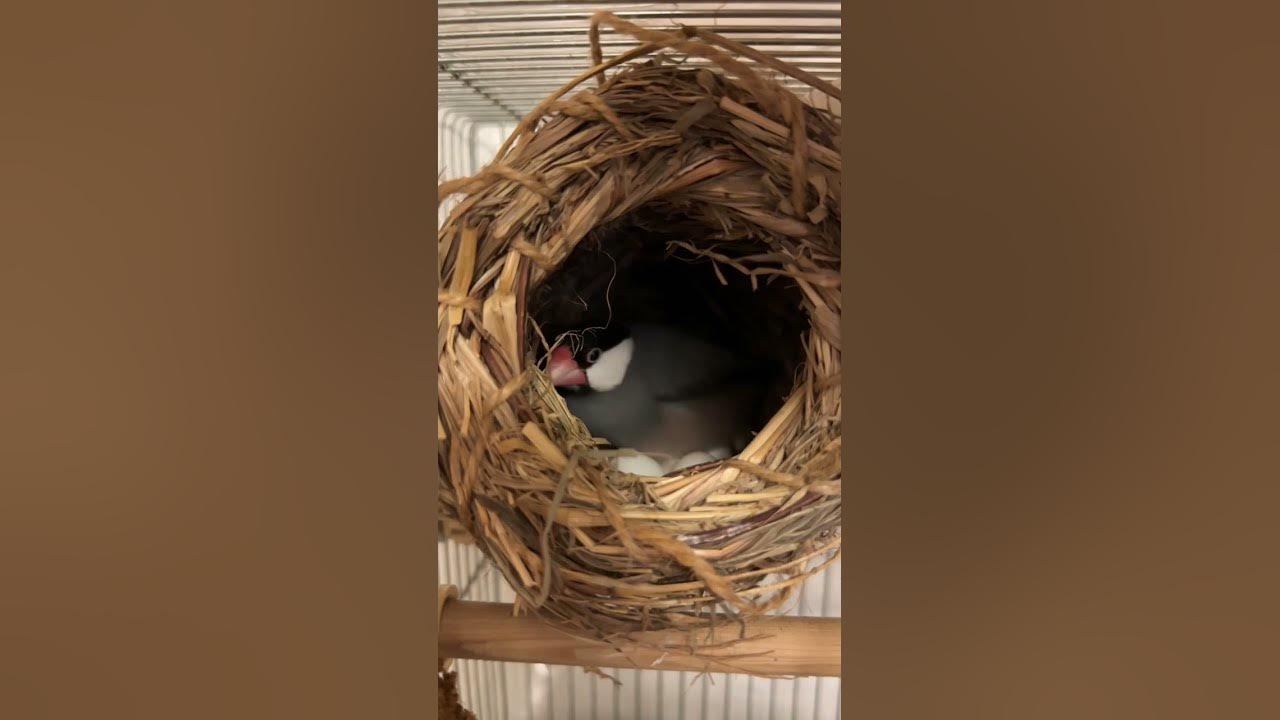 卵を整理する桜文鳥、卵を警備する白文鳥 javasparrow 文鳥 桜文鳥 白文鳥 卵 YouTube 卵を整理する桜文鳥、卵を警備する白文鳥 javasparrow 文鳥 桜文鳥 白文鳥 卵 YouTube