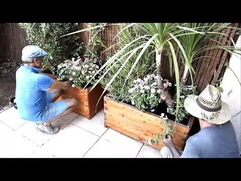 Vidéo: Clefthoof - Une Plante Inhabituelle à Feuilles Persistantes - Décorera Les Endroits Ombragés De Votre Jardin