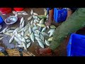 Traditional Bazar Fishing | Selling Fish in The Bazar | Fresh Fishing TV