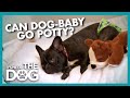 Time to Grow Up for Diaper Wearing Frenchie | It's Me or the Dog