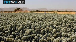 Yemen Rice Farming: Locally grown rice takes root in Hadramaut