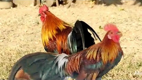 ไก่ป่าลูกพสมf2ต่อได02054447366(11.12.2021)