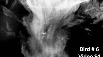 Researchers Learn How Hummingbirds Hover