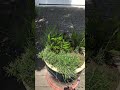 Oleander sprießt 3