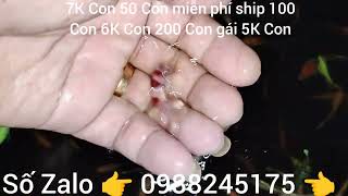 hôm nay lên video mới anh em ơi anh em có nhu cầu ủng hộ mình nhé🖐