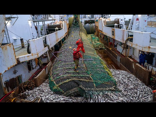 Big Nets fishing, Big Fishing Catching Hundreds Tons Fish on the Boat - Big Fishing  Net Video #02 
