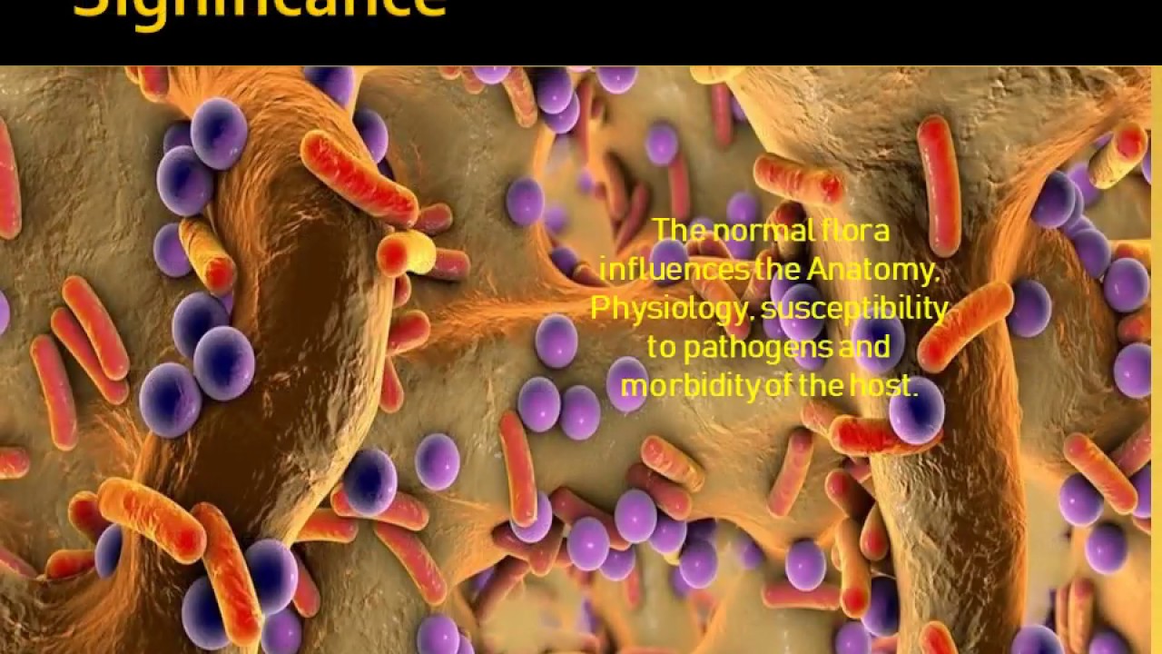 Normal Microbial floraMedical Microbiology YouTube