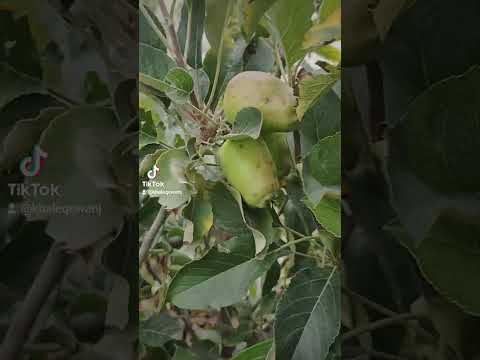 تفاح تعرف علا أفضل أنواع التفاح زراعه نبات ورد ازهار مشاتل تفاح فواكه