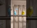 よそよそしいインコたち　#セキセイインコ #birds #parakeet