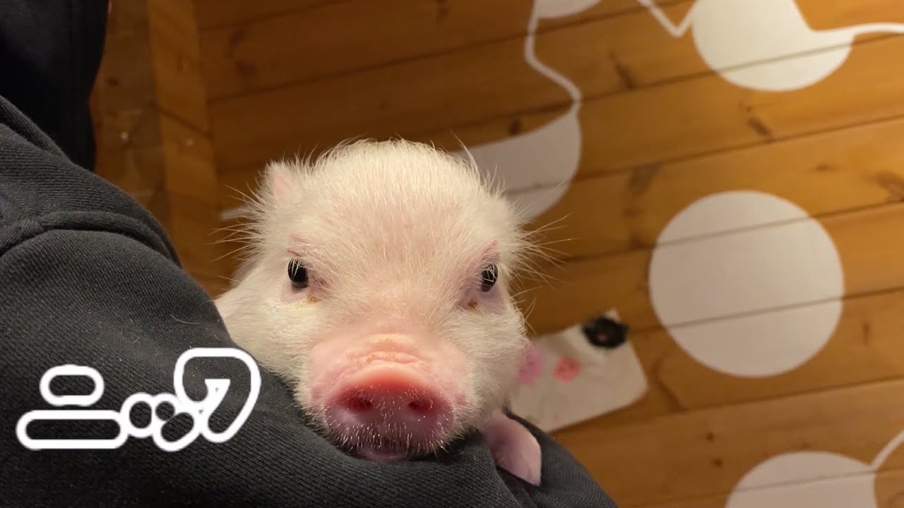 pigちゃん紹介動画 〜ニック Nick〜 - YouTube