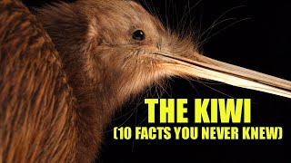 Kiwi Bird  (10 FACTS You NEVER KNEW)