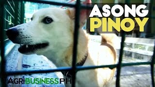 Asong Pinoy : Aspin or Asong Pinoy the Philippine's Dog Breed | Agribusiness Philippines