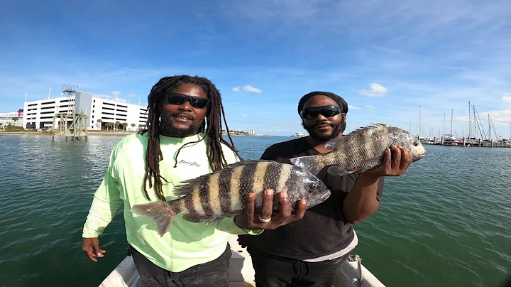 CATCHING HUGE SHEEPSHEAD #short #florida #fishing  #sheepshead