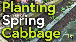 Planting Spring Cabbage - Pots & Trowels Gardening Videos