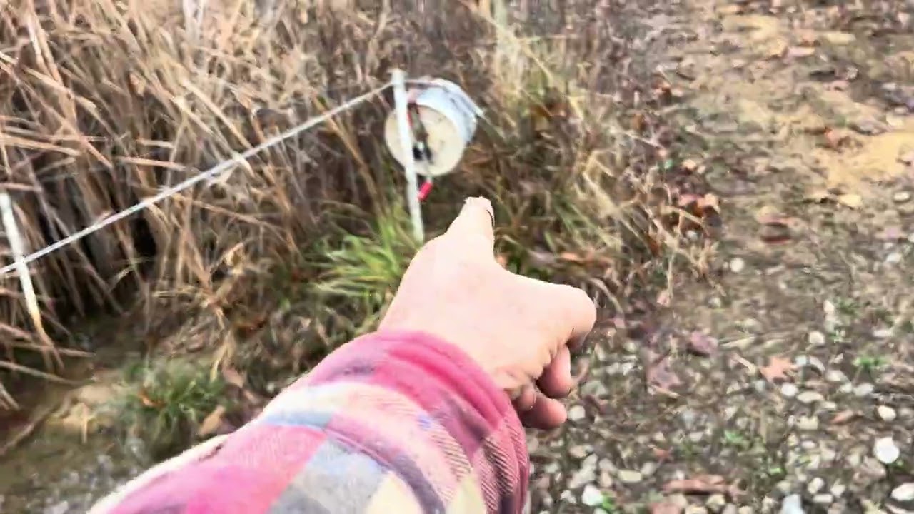 Грег демонстрирует схему выпаса овец с использованием однопроволочной полосы ограждения Timeless ...