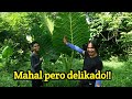 MAG INGAT SA GIANT ALOCASIA