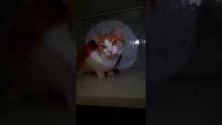 Hacks for great photos!πΈ #catsofyoutube #lifehacks #photo Hacks for great photos!πΈ #catsofyoutube #lifehacks #photo