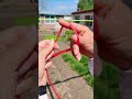 Knot Skills - Quickly tie a hanging seedling knot #ropeknot #knot #practicaltips