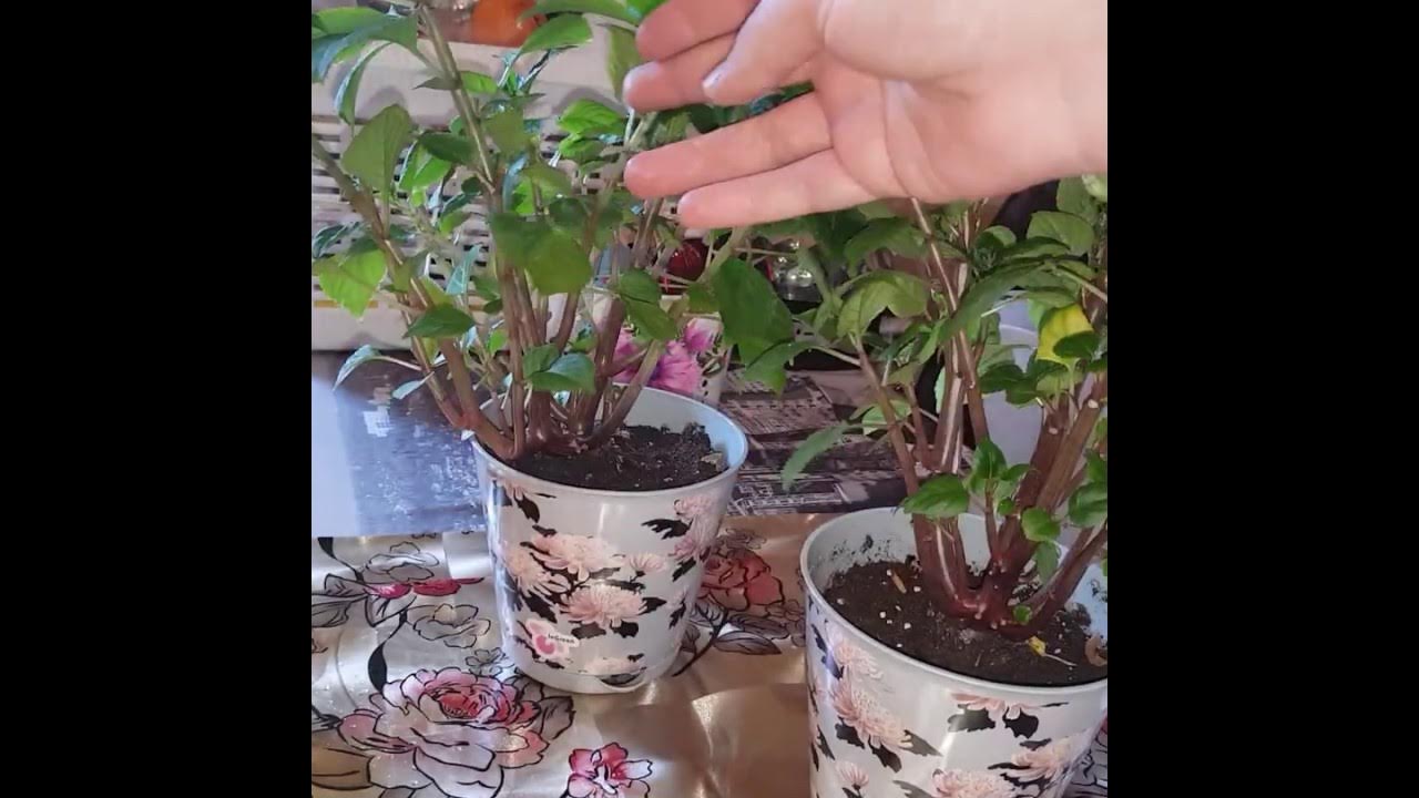Пересадить ваньку мокрого