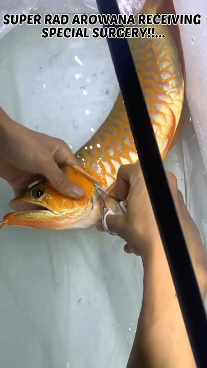 Super Red Arowana Receiving Special Surgery!!...😮 #shorts