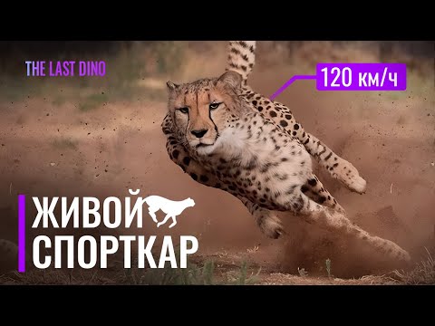 Видео: Биология самого быстрого животного на суше! Секрет скорости гепарда