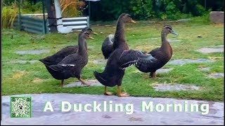 A Duckling Morning