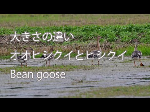 【大きさの違い】オオヒシクイとヒシクイ  Bean goose