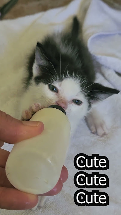 Adorable milk-sucking sounds/Big lazy Family#kittenrescue #cuteanimal #cutecatshorts #sucking sounds