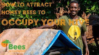 How to Attract Honey Bees to Occupy your Bee Hive