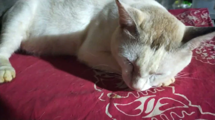 Video 6602211: white male cat, cat sleeping, cat food